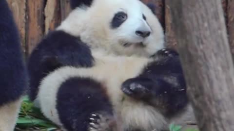 I'm not fat! I'm just fluffy