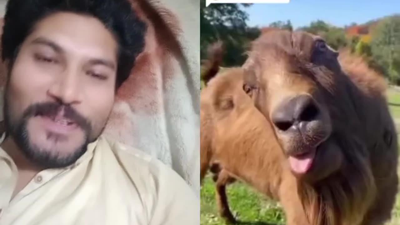 Funny video #shorts
