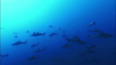 Why Can Shark Hunt Eagle Flying? Wild Life Explore