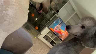 Dog Doesn't Recognize Brother After Grooming