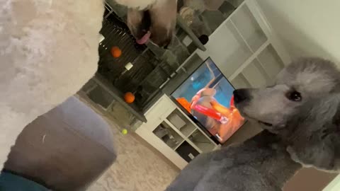 Dog Doesn't Recognize Brother After Grooming