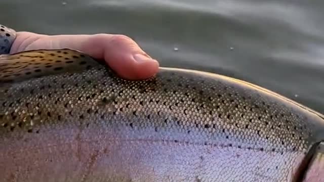 Do any other trout fight as hard as a big rainbow