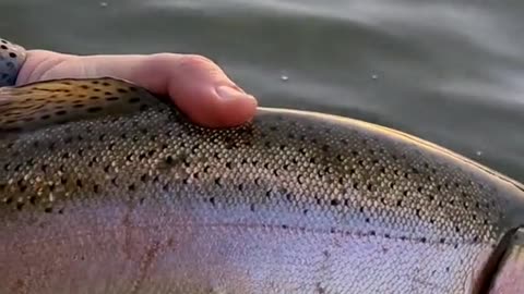 Do any other trout fight as hard as a big rainbow