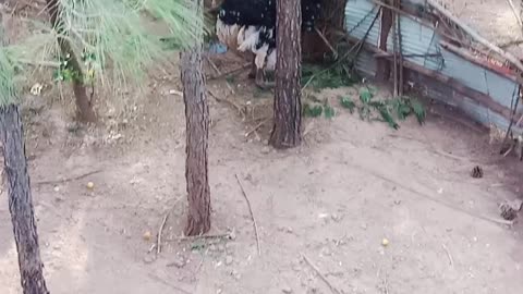 I saw a world biggest Bird