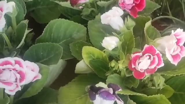 Lilies in different colors