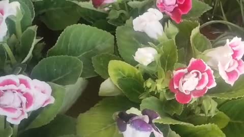 Lilies in different colors