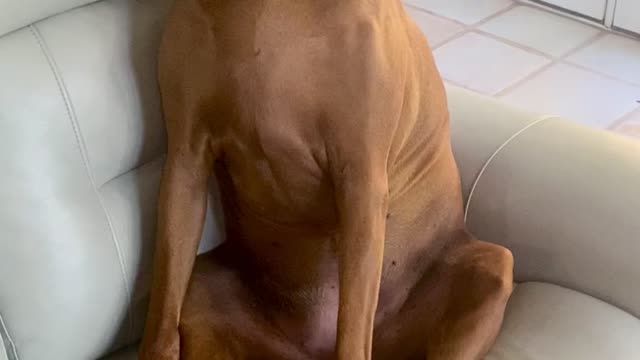 Sassy Dog’s reaction to being reprimanded