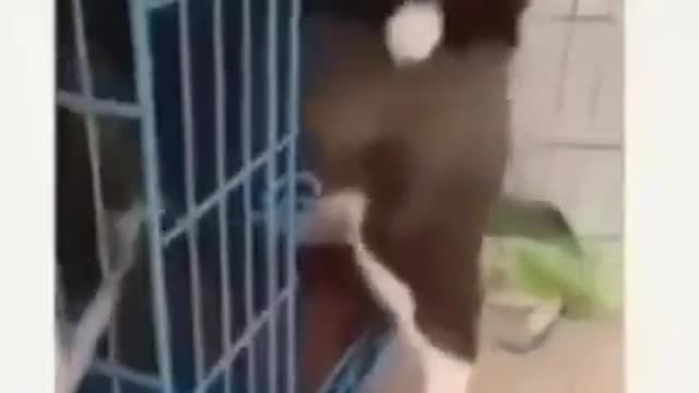 funny animal videos