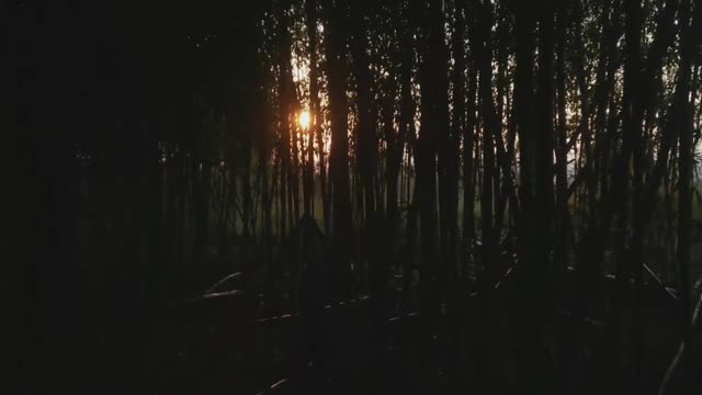 This bamboo forest is my only way to see the sunset
