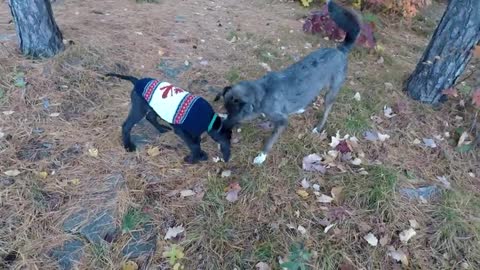 Great Dane puppy explores the family cottage for the first time