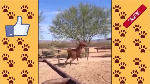 🐴 Funny Horses ANIMAL