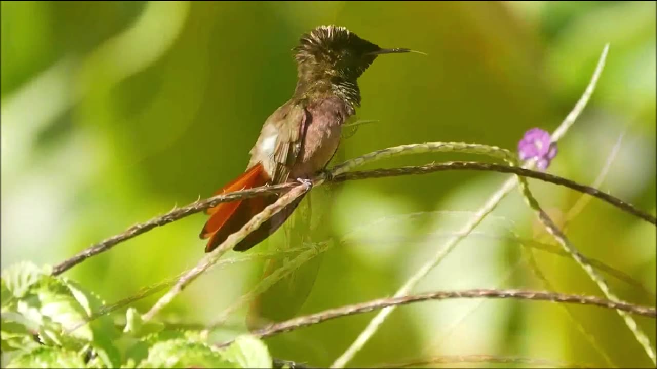 Amazing Plumage of the Bird Hummingbird