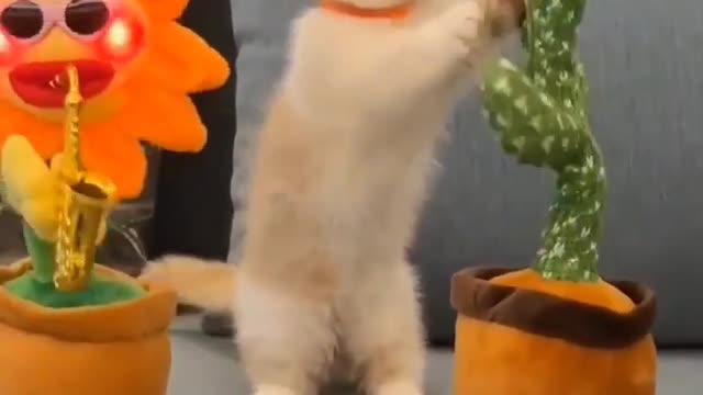 funny videos of cats dancing and playing