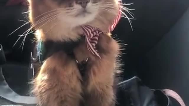 Summer Gets Ready to Go on a Therapy Cat Visit #shorts