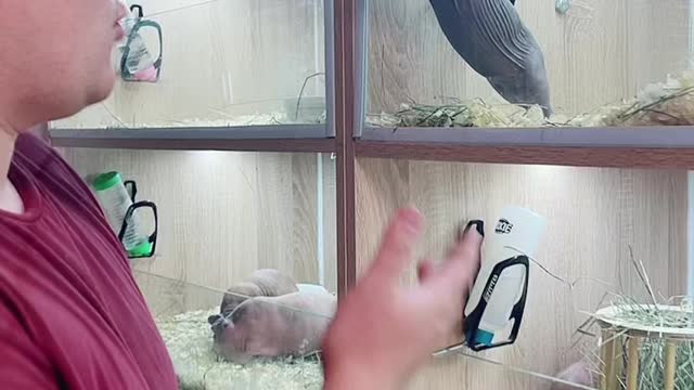 Hairless Guinea Pig Captures Attention at Pet Store