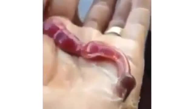 What is this thing