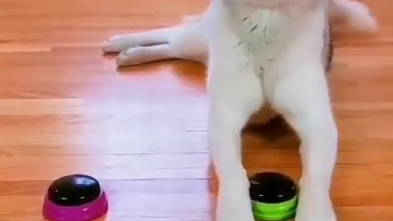 Funny animals part6