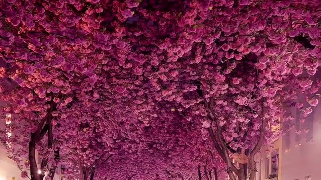 cherry blossom at night
