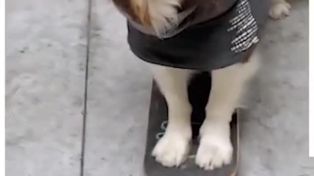 Just a German Shepherd getting trolled by a sly squirrel 😆😆