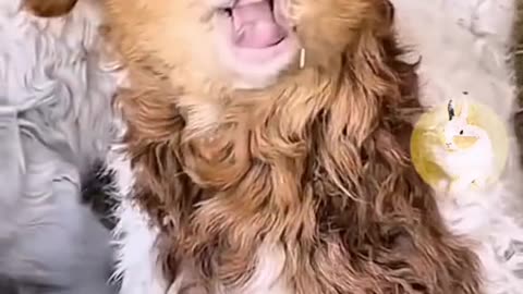 Pet Comedy Extravaganza: Hilarious Cats and Dogs Face Off!