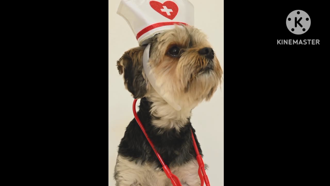 DoG Full Funny Vedios🤣🤣 Ms Dr jalika🐶❤ part 2❤###Please subscribe ❤❤❤# Please 🙏❤