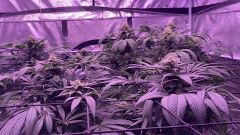 Growing using Kind LEDs!!!
