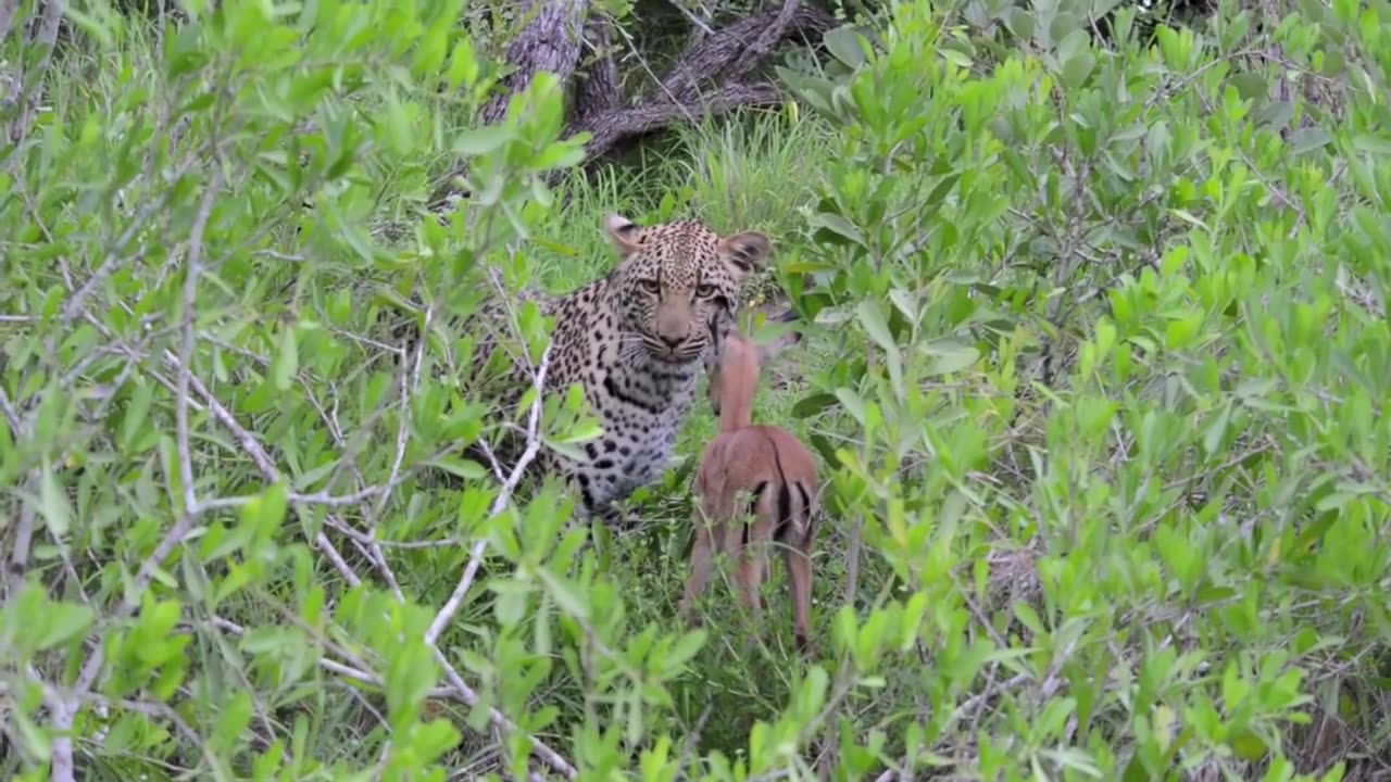 Incredible footage of leopard behaviour during impala kill