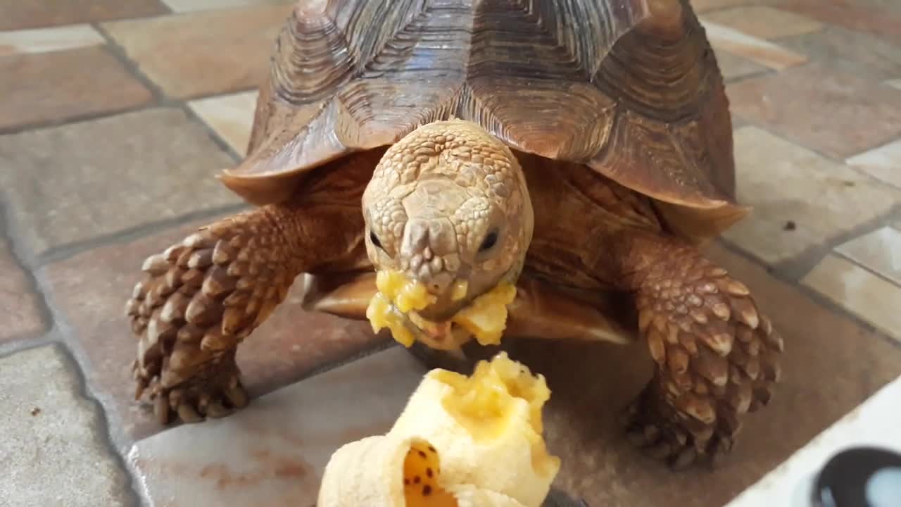 Sulcata Tortoise Eating Banana (Sulaiman) - Hand Feeding-20