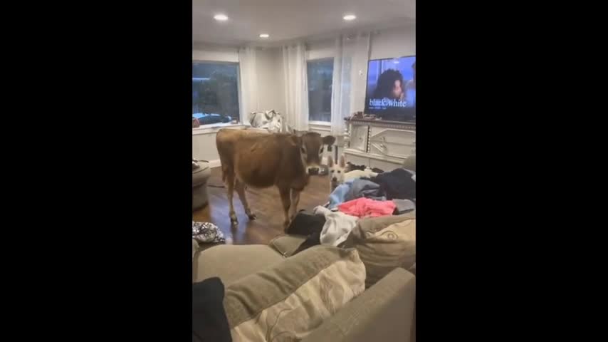 Dog Brings Unexpected Guest Inside House