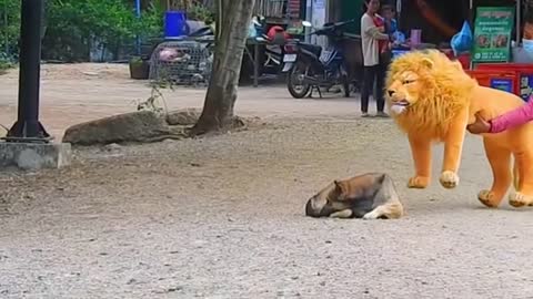 Troll Prank Dog Funny & fake Lion and Fake Tiger Prank To dog & Huge Box Prank to dog
