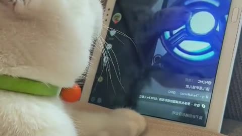 Catsalsolovemusic.