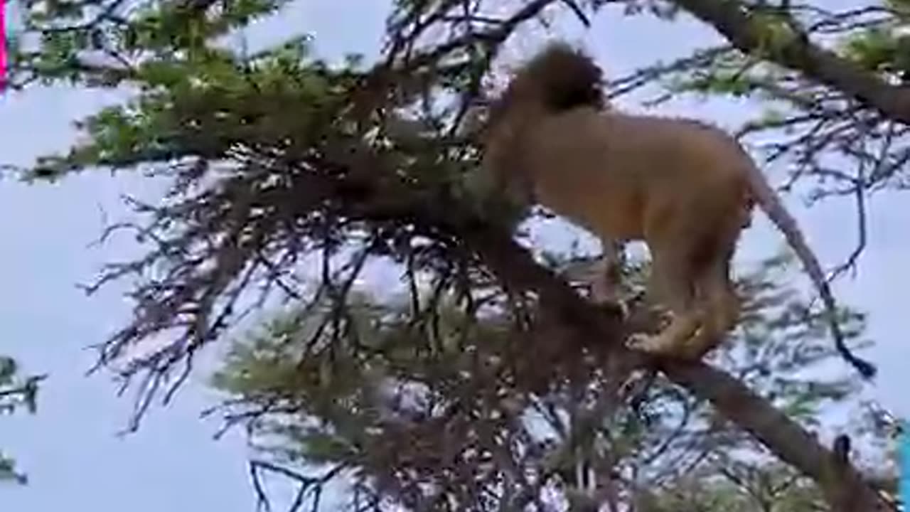 The First Frightened Lion