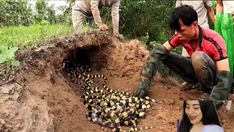 Gold Snakes Attack Group of Brave Men.