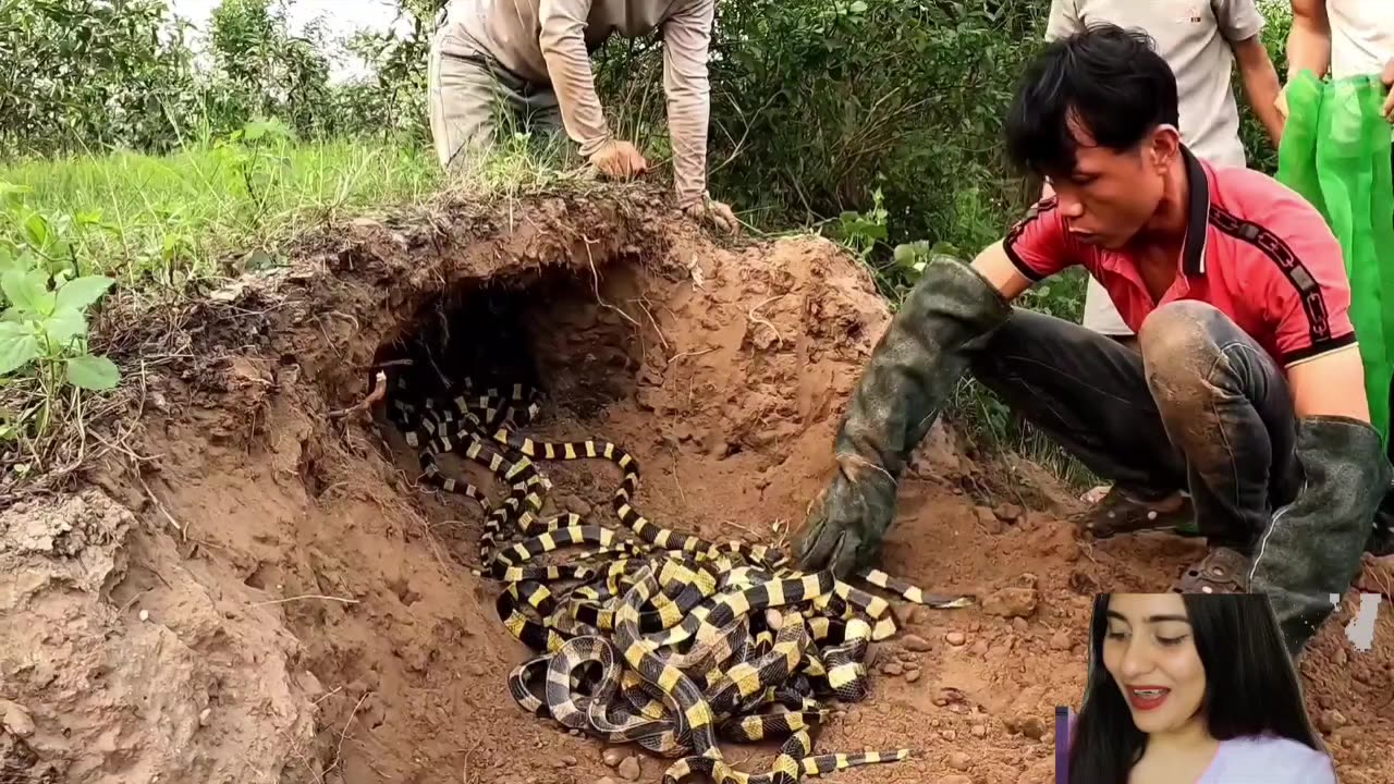 Gold Snakes Attack Group of Brave Men.