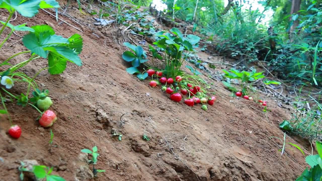 Wild Women - baby boy find pick Strawberry​ with mother by river - cooking food for dog-4