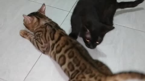 Kucing bengal vs kucing munchkin