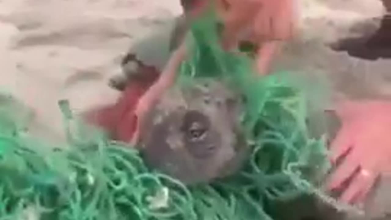 Helping Some Seals