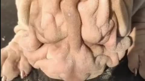 #uglydog