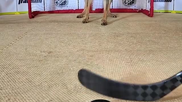 Dogs and hockey