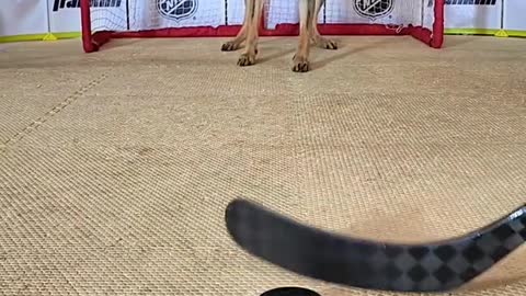 Dogs and hockey