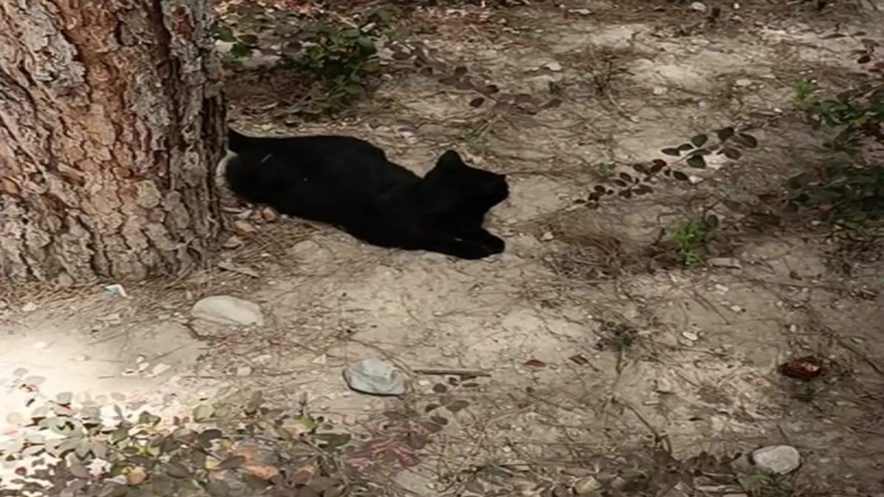 A cute and beautiful cat is resting