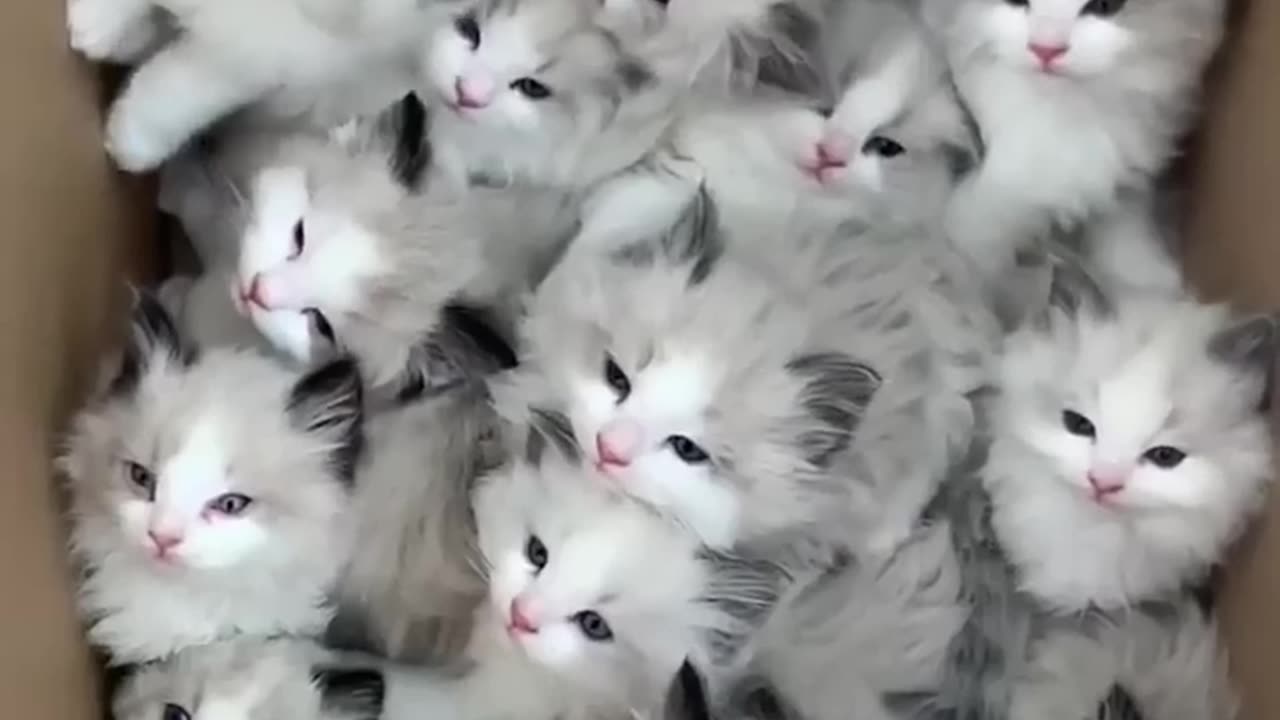 Funny cat video cat