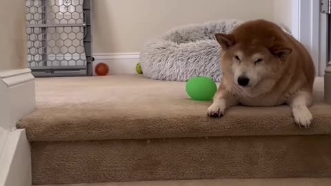 Sometimes We Just Need a Laugh- Esp NOW