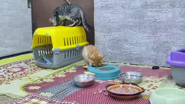 Cats playing and having fun in their own house