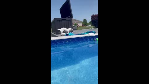 funny cat and dog