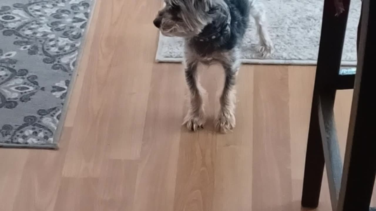 Little Maverick