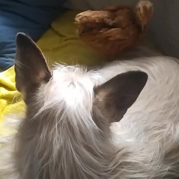 Goldi and Luna live in harmony ;-)