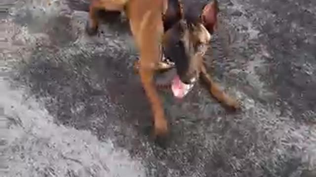DOG 🐕TRAINING