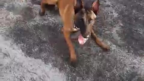 DOG 🐕TRAINING