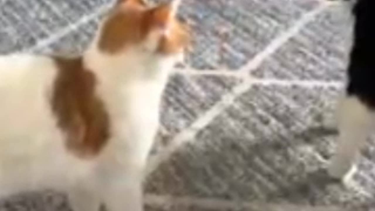 Mama Cat Takes Back Crying Kitten From Toddler